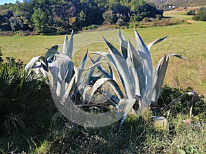 Aloe vera, autumn day photo