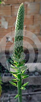 Aloe Vera in bloom, photographed in a rural garden.