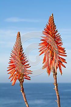 Aloe Vera blooms