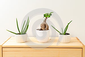 Aloe vera and bonsai in white ceramic pots on a wooden shelf. Hauseplant. Plant home