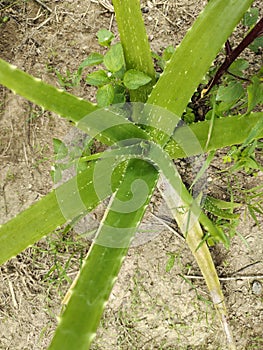Aloe Vera in Borneo