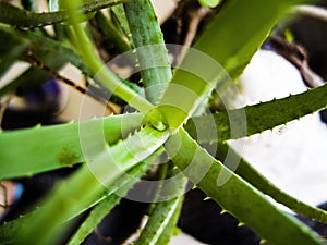 Aloe Vera Catus Plant Top Close Up View