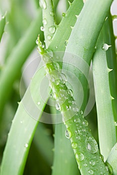 Aloe vera