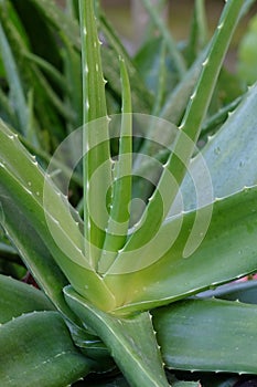Aloe vera is an edible herb that can be used to alleviate burns.