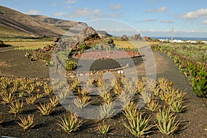 Aloe Vera farm at Orzola on Lanzarote in Canary islands