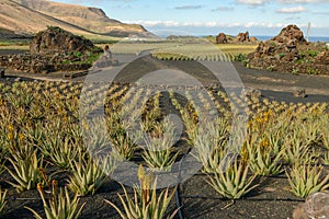 Aloe Vera farm at Orzola on Lanzarote in Canary islands