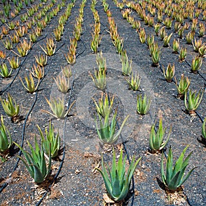 Aloe Vera fields in Lanzarote Orzola at Canaries