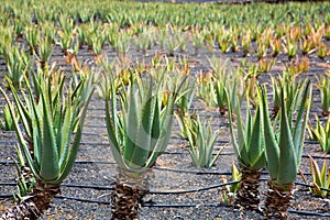 Aloe Vera fields in Lanzarote Orzola at Canaries