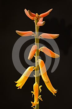 Aloe Vera Flower