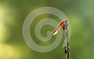 Aloe vera flower