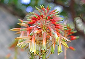 Aloe vera flower