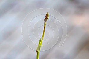 Aloe Vera Flower