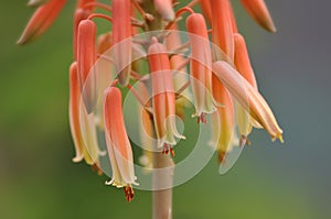 Aloe vera flower