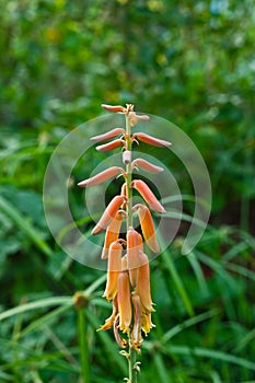 Aloe Vera Flower photo