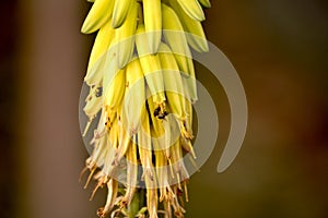 Aloe Vera Flower and bees