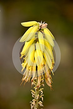 Aloe Vera Flower and bees or bugs