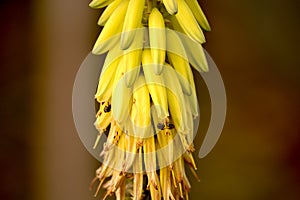 Aloe Vera Flower and bees or bugs