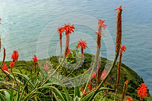 Aloe vera flower blooming near the ocean on the island of Madeira