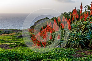 Aloe vera flower blooming near the ocean at sunrise on the island of Madeira