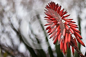 Aloe Vera Flower close-up