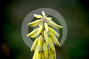 Aloe Vera Flower close-up