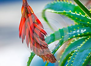 Aloe Vera Flower. Close-Up. Isolated.