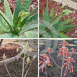 Aloe Vera Flower Collage