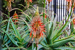 Aloe vera flower deep pink