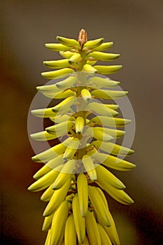 Aloe Vera Flower detailed close-up