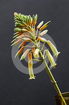 Aloe vera flower with details