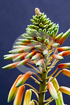 Aloe vera flower with details