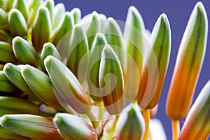 Aloe vera flower with details