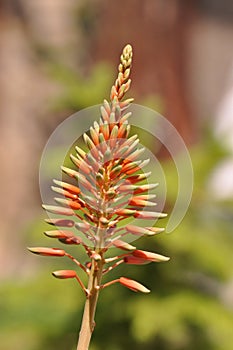 Aloe vera flower with details