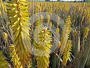 aloe vera flower field natural beautiful healthy skin care