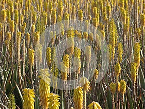 aloe vera flower field natural beautiful healthy skin care