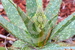 Aloe Vera Flower Flower Stem With Buds Growth