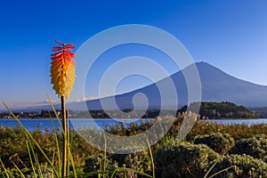 Aloe vera flower with Fuji mountain on the background view from Kawaguchi lake