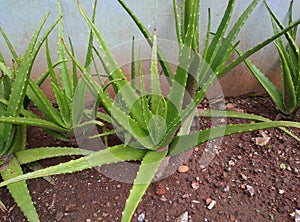 Aloe vera flower growing in the yard