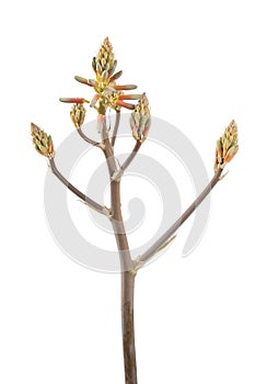 Aloe Vera Flower Head