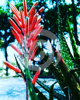 Aloe  vera flower looking osm hd photo