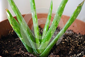 Aloe vera flower in pot, aloe vera plant, in the home environment