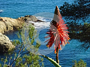Aloe Vera Flower on sea photo