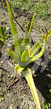 Aloe vera flower in Siborongborong, North Sumatra.