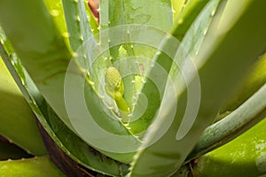 Aloe Vera Flower Stem Growth, Closeup