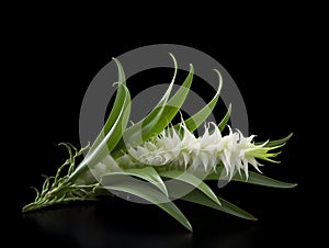 Aloe vera flower in studio background, single aloe vera flower, Beautiful flower, ai generated image