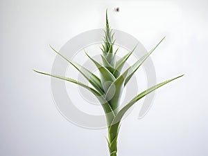 Aloe vera flower in studio background, single aloe vera flower, Beautiful flower, ai generated image