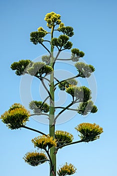 Aloe vera flower and wild vegetation