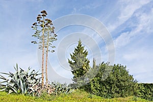 Aloe vera flower and wild vegetation