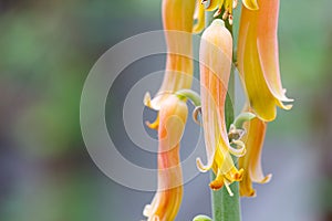 Aloe Vera flowers