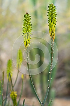 Aloe vera flowers